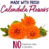 imageBoiron Calendula Cream for First Aid Minor Burns Cuts Scrapes Insect Bits and Sunburn  25 oz25 Ounce