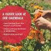 imageBoiron Calendula Cream for First Aid Minor Burns Cuts Scrapes Insect Bits and Sunburn  25 oz5 Ounce