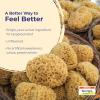 imageBoiron Spongia Tosta 6C Homeopathic Medicine for Dry Cough Croupy Barking or Hoarseness  3 Count 240 Pellets