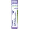 imageBoiron Gelsemium Sempervirens 30C for Apprehension with Trembling ampamp Headachess  80 Pellets200ck