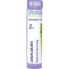 imageBoiron Ledum Palustre 1M for Insect Bites or Bruising  80 Pellets