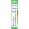 imageBoiron Baryta Carbonica 8X for Sore Throat Worsened by Cold ampamp Wet Weather  80 Pellets