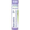 imageBoiron Baryta Carbonica 1M for Sore Throat Worsened by Cold ampamp Wet Weather  80 Pellets