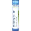 imageBoiron Solidago Virgaurea 30C for Abundant Nasal Discharge  80 Pellets