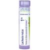 imageBoiron Lachesis Mutus 1M for Hot Flashes from Menopause  80 Pellets80 Count Pack of 1