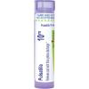 imageBoiron Pulsatilla 10M for Cold with Nasal Discharge  80 Pellets